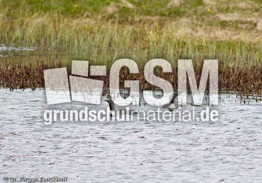 Sterntaucher (12 von 20).jpg